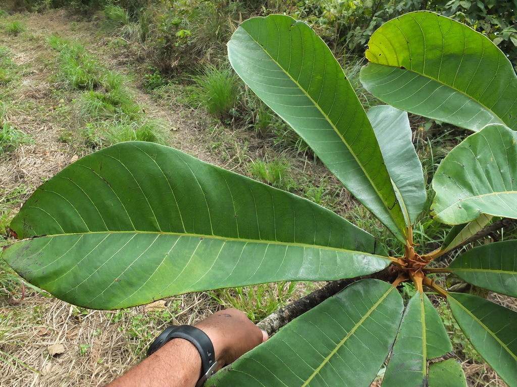 Holigarna grahamii