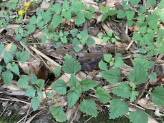 Nanocnide japonica