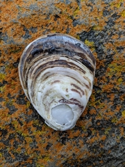 Ostrea angasi