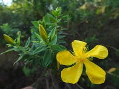Hypericum mysurense