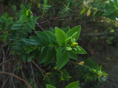 Hypericum mysurense