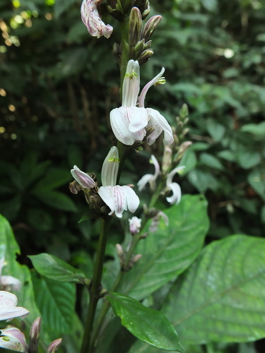 Image of Justicia santapaui by (c) Siddarth Machado, some rights reserved (CC BY)