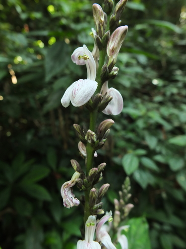 Image of Justicia santapaui by (c) Siddarth Machado, some rights reserved (CC BY)
