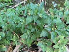 Nanocnide japonica