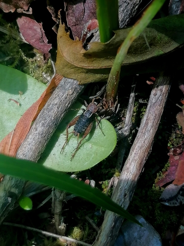 Hygronemobius araucanus