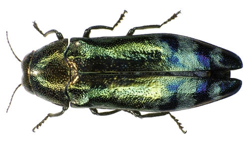 metallic wood-boring beetle