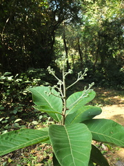 Strobocalyx arborea