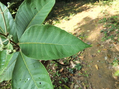 Strobocalyx arborea