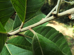 Strobocalyx arborea