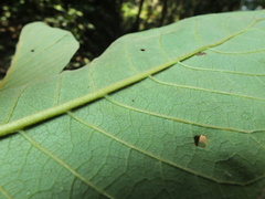 Strobocalyx arborea