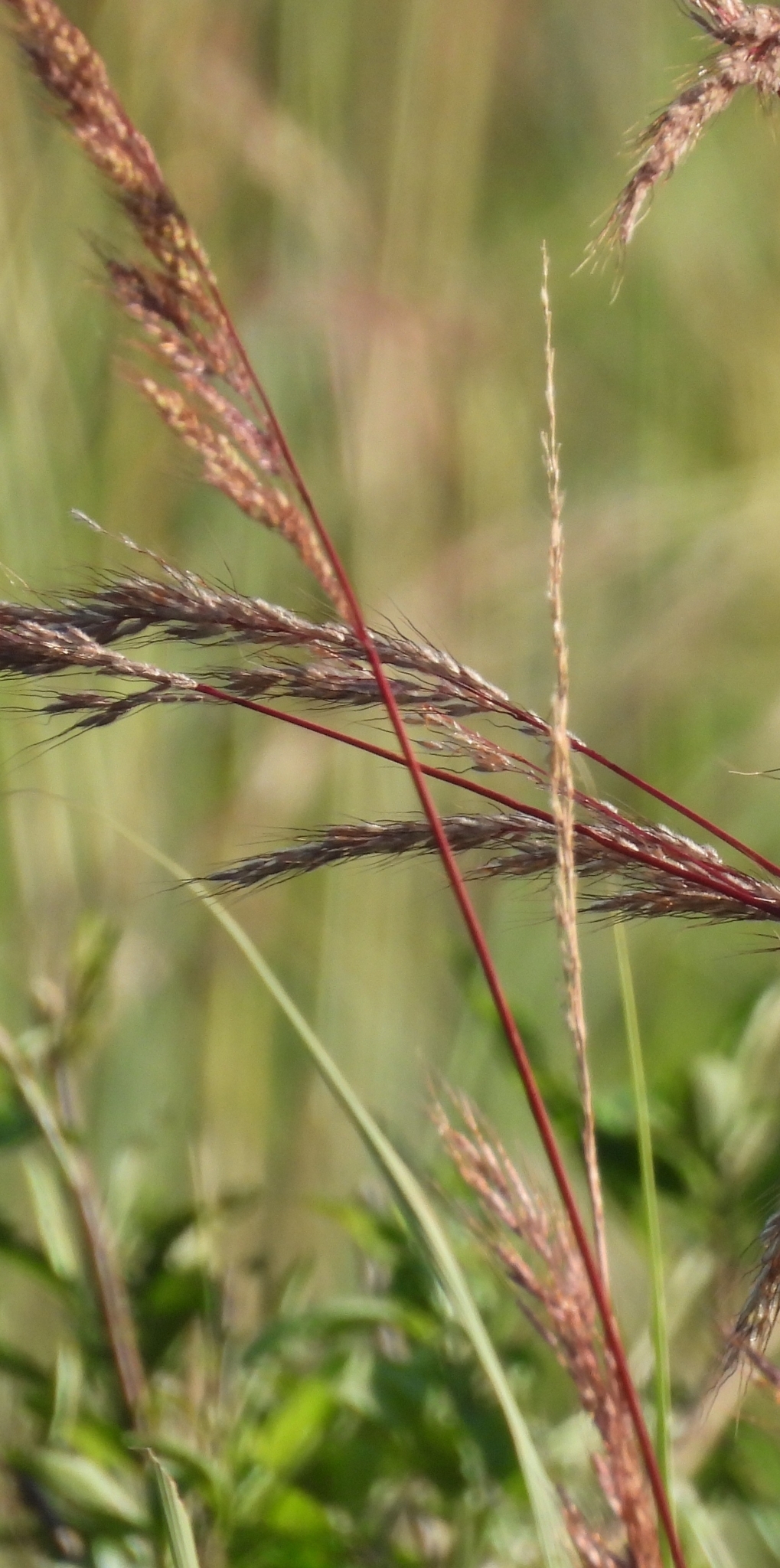 Sorghastrum pellitum