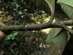 Strobocalyx arborea