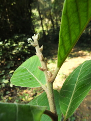 Strobocalyx arborea