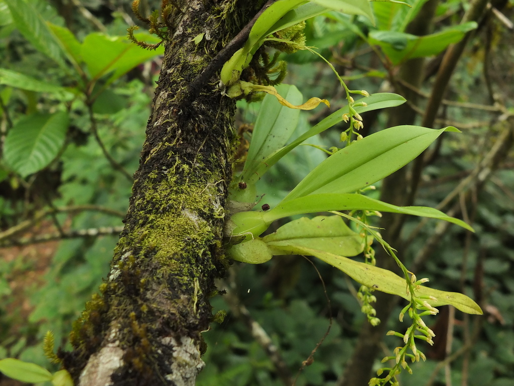 Liparis elliptica