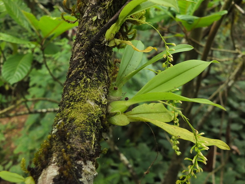 Image of Liparis elliptica by (c) Siddarth Machado, some rights reserved (CC BY)