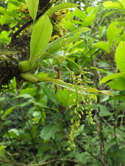 Liparis elliptica
