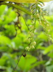 Liparis elliptica