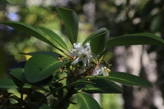 Drimys winteri winteri