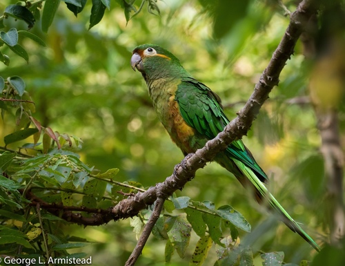 Golden-plumed Parakeet