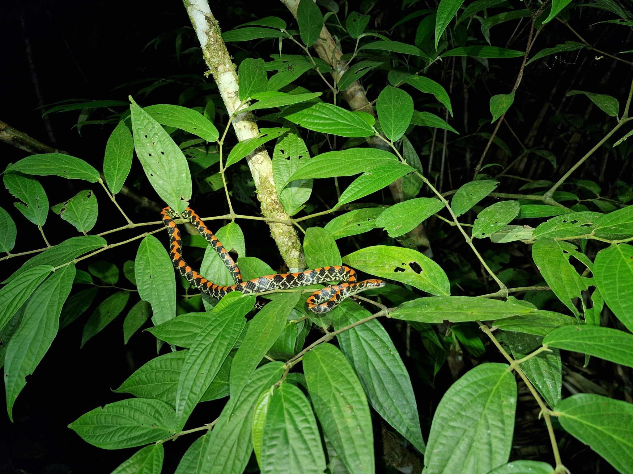 Guanabara Spotted Night Snake photo 6