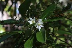 Drimys winteri winteri