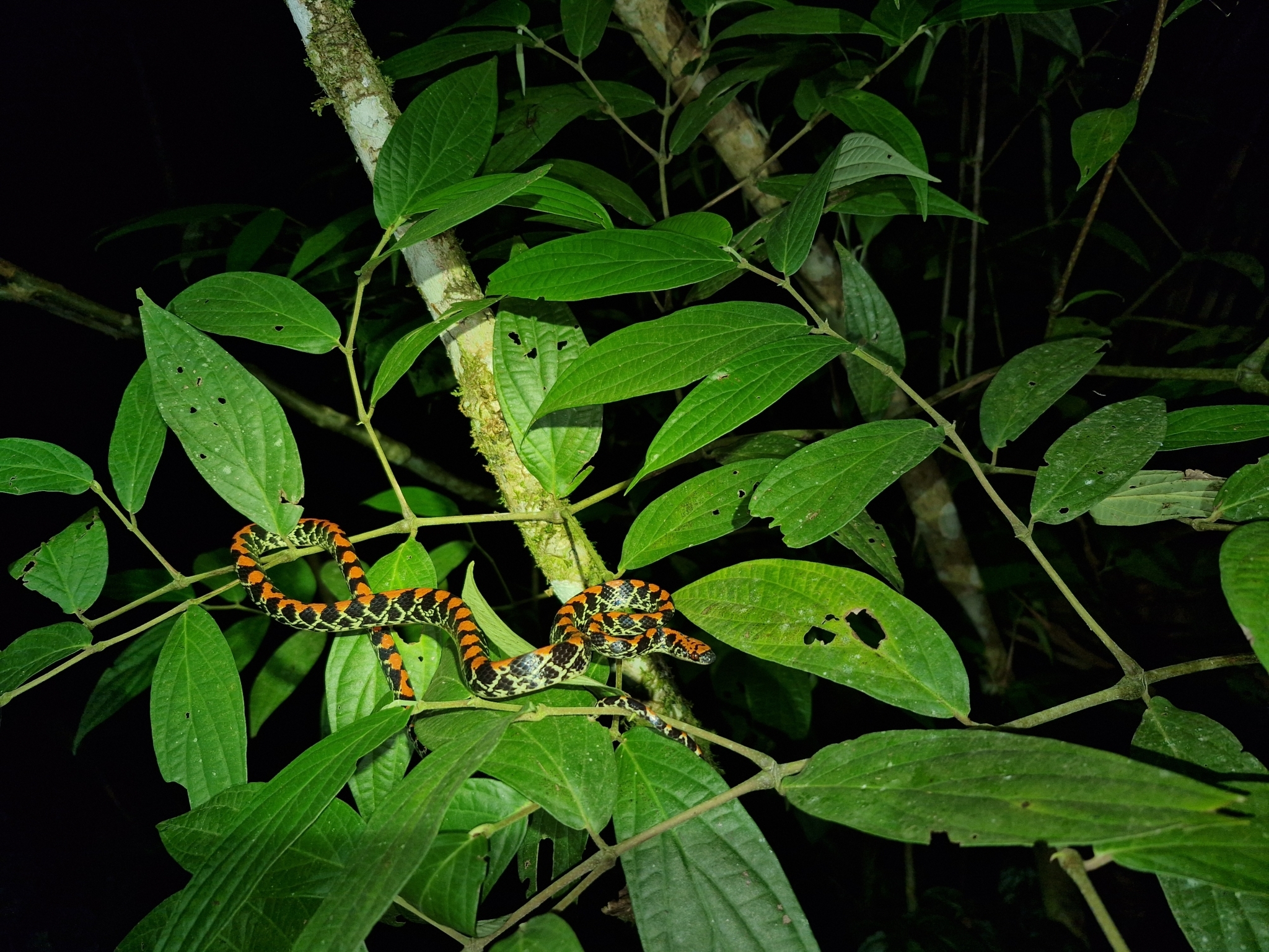 Guanabara Spotted Night Snake photo 7