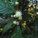 Litsea floribunda - Photo (c) Siddarth Machado, algunos derechos reservados (CC BY), subido por Siddarth Machado