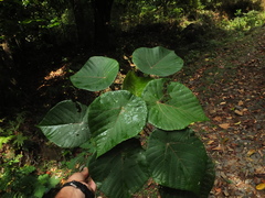 Macaranga peltata