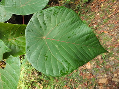 Macaranga peltata