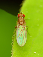 Scaptomyza wheeleri