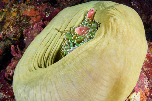 Magnificent Sea Anemone, photo 2 of 10