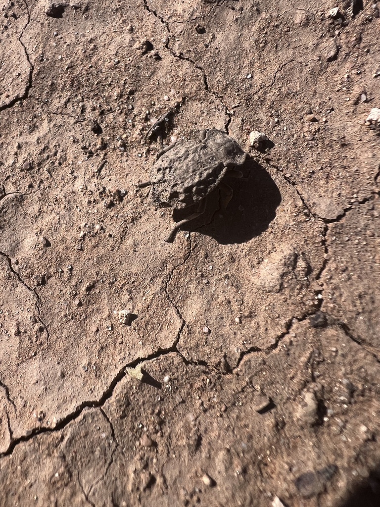 Pelecyphorus regularis