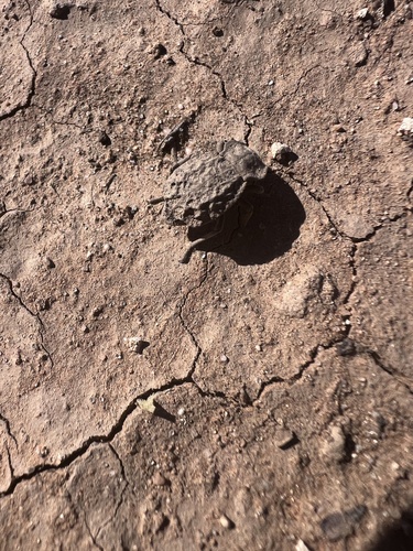 Pelecyphorus regularis