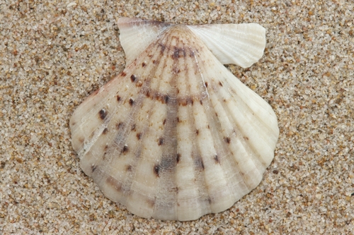 Smooth Scallop
