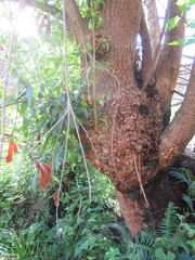 Platylophus trifoliatus