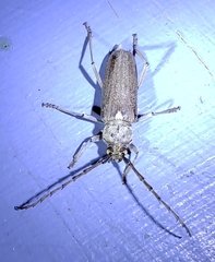 Gnaphalodes trachyderoides