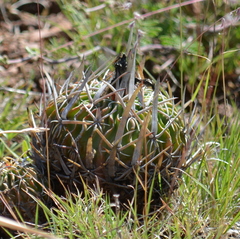 Echinofossulocactus dichroacanthus