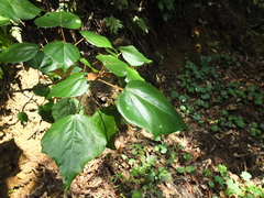 Mallotus tetracoccus