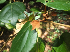 Mallotus tetracoccus