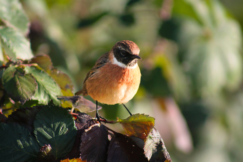 European Stonechat, photo 7 of 9
