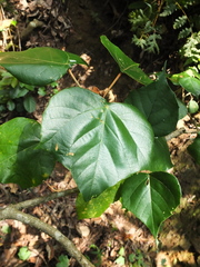 Mallotus tetracoccus