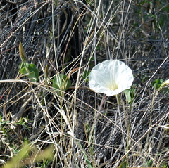Ipomoea hartwegii