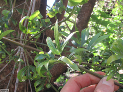 Platylophus trifoliatus