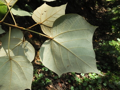 Mallotus tetracoccus