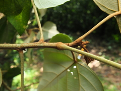 Mallotus tetracoccus