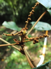 Mallotus tetracoccus