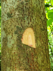 Mallotus tetracoccus