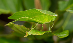 Frontinus