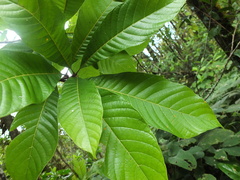 Meliosma simplicifolia simplicifolia