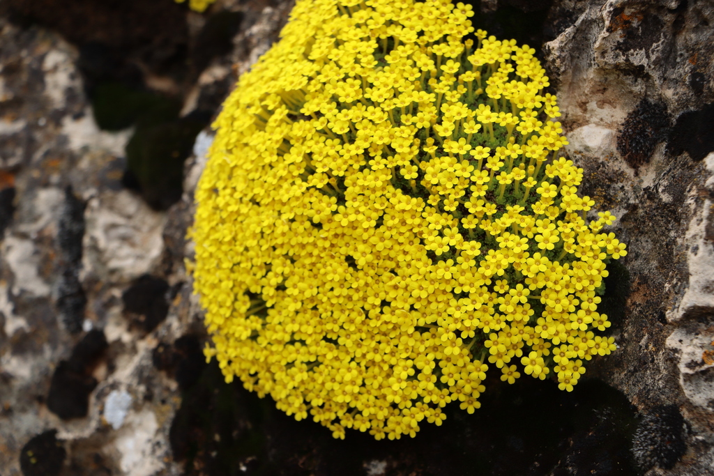 Dionysia zagrica
